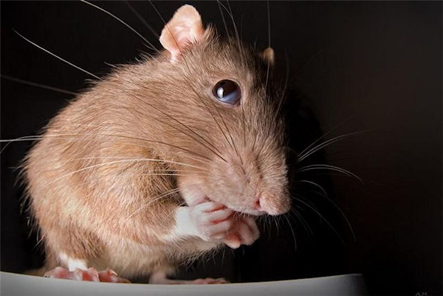 После гибели любимой мышки у школьницы случился обширный инсульт