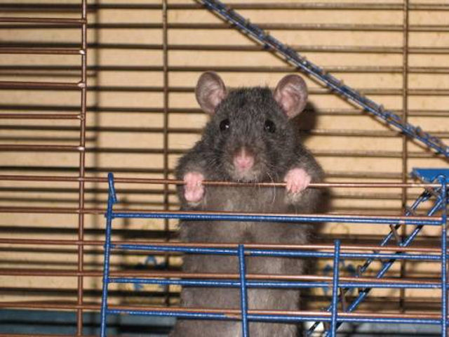 Правильное обустройство крысиной клетки — залог комфорта любимого грызуна