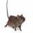 Ученым удалось увеличить продолжительность жизни мышей