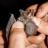 Редкие виды летучих мышей найдены в Кузбассе