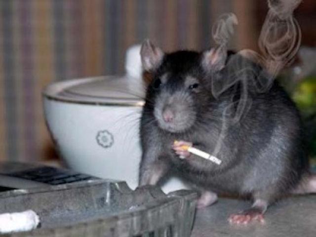 Самарские чиновники ведут борьбу с крысами
