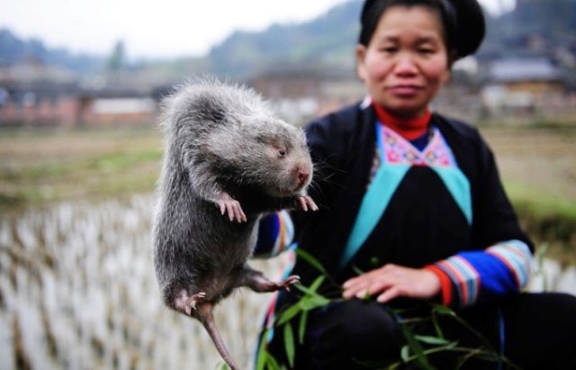 Самая большая крыса живёт в Китае