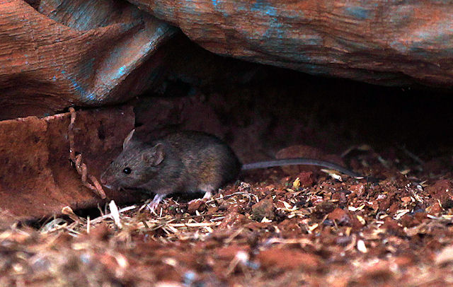 Самки мышей с головной болью отказывают самцам в интимной близости