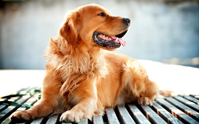 Самые умные и популярные породы собак