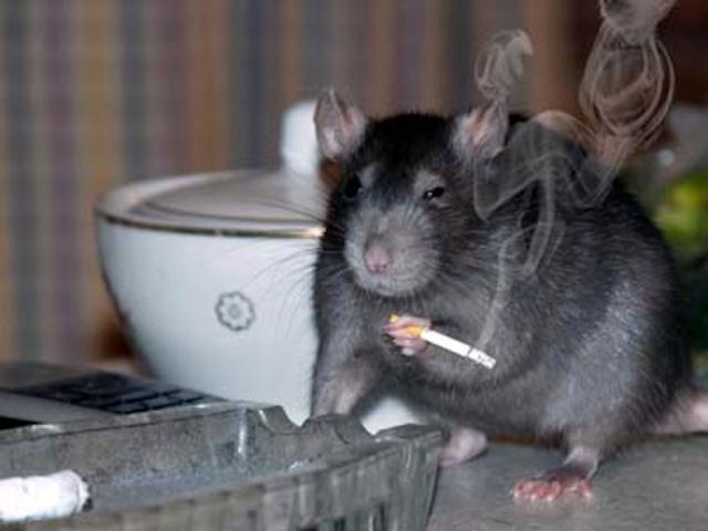 Шымкент не может противостоять нашествию крыс