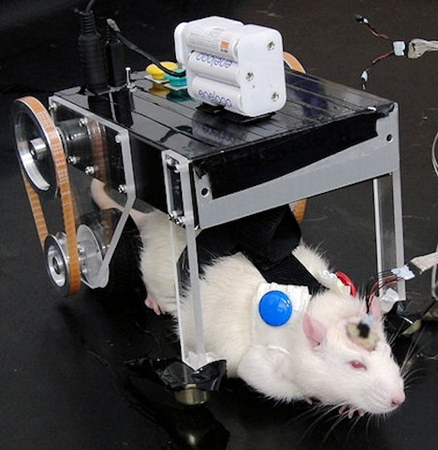 Сила мысли помогла японским крысам управлять машиной