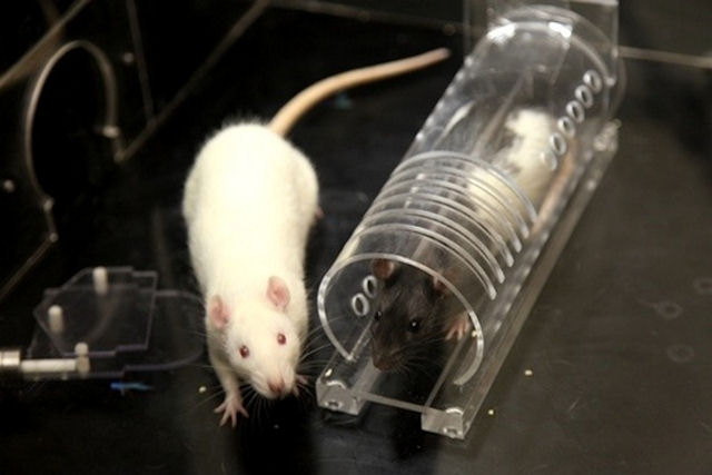 Генетическое знакомство определяет симпатию крыс друг к другу