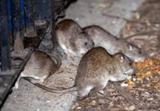 Спасённая американцем мышь заразила его бубонной чумой