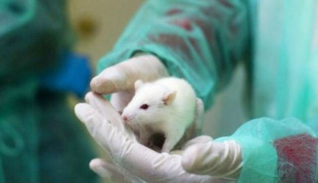 Японские ученые нашли способ клонирования мышей