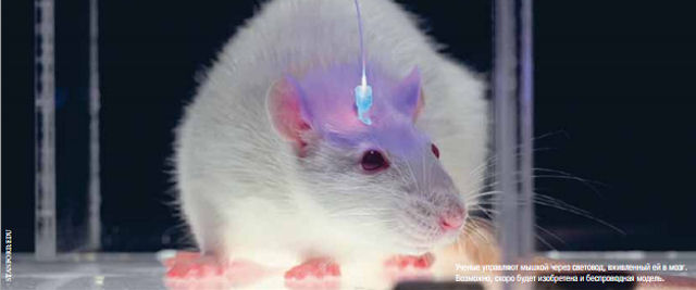 Ученые нашли способ, позволяющий управлять действиями мышей