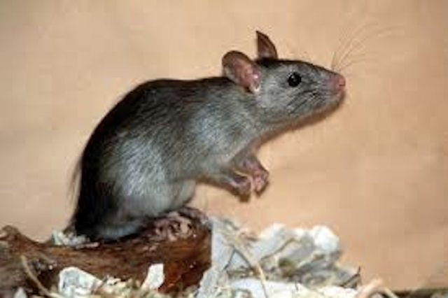 Сыктывкарские крысы показали свои акробатические и стилистические навыки