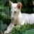 В Японии родились четыре тигренка-альбиноса