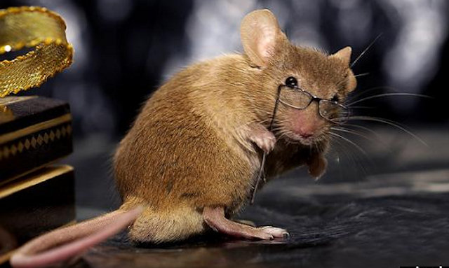 У лабораторных мышей выявили «ген Гомера Симпсона»