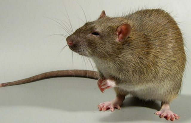 Убийство мыши может отправить в тюрьму жителя Нижнего Тагила