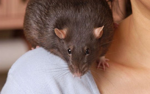 Ученые будут изучать влияние стресса на живой организм с помощью робота-крысы