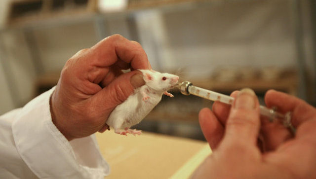 Ученые излечили мышей от диабета
