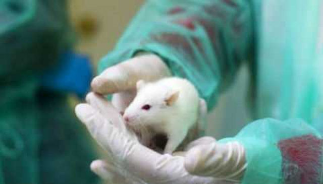 Ученые клонировали мышь из капли крови