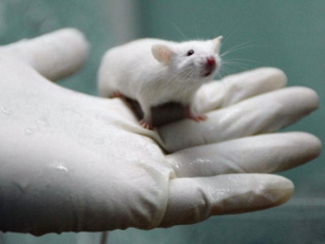 Ученые нашли способ лечения диабета у крыс