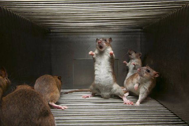 Ученые превратили злых крыс в добрых