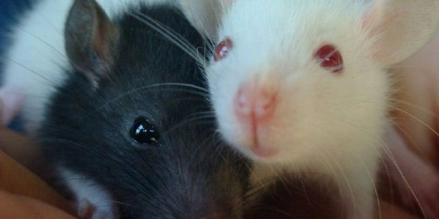 Ученые решили заменить лабораторных мышей виртуальными двойниками