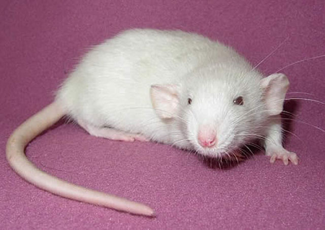 Ученые установили по какому принципу крысы отличают метки своего сообщества от чужих
