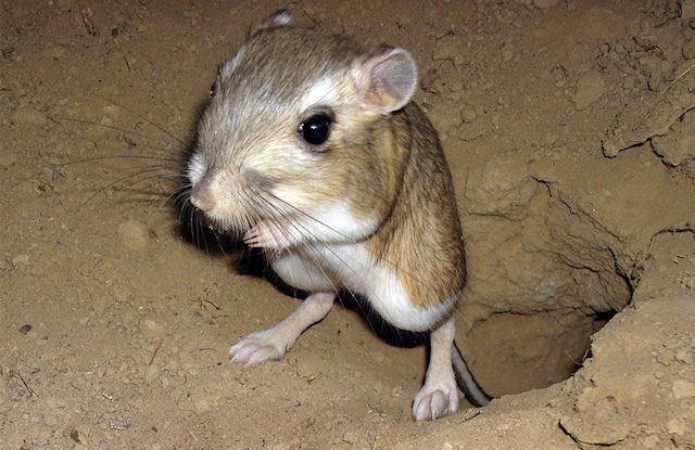 Ученые встанут на защиту кенгуровых крыс