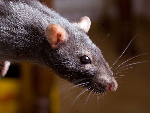Ученые вывели бесстрашных крыс