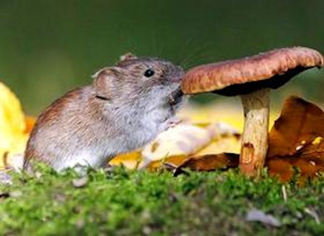 Ученые выяснили, что мыши общаются посредством пения