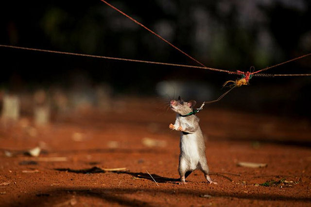 Ученые выяснили почему крыс никогда не тошнит