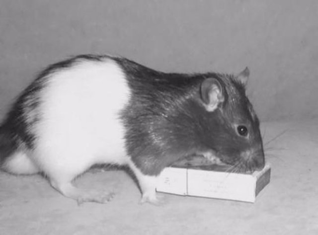 Ученые выяснили влияние морфия на крыс
