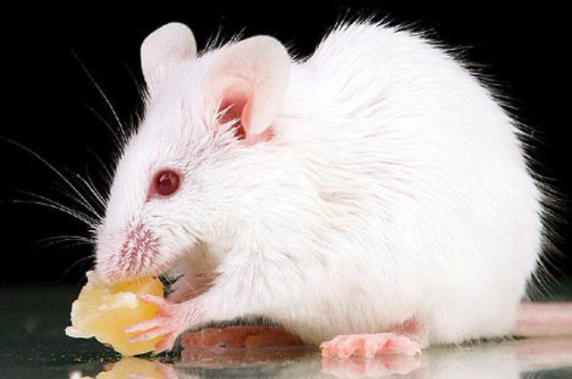 Ученым удалось создать мышь от 2-х отцов