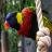 Узнайте больше о попугаях