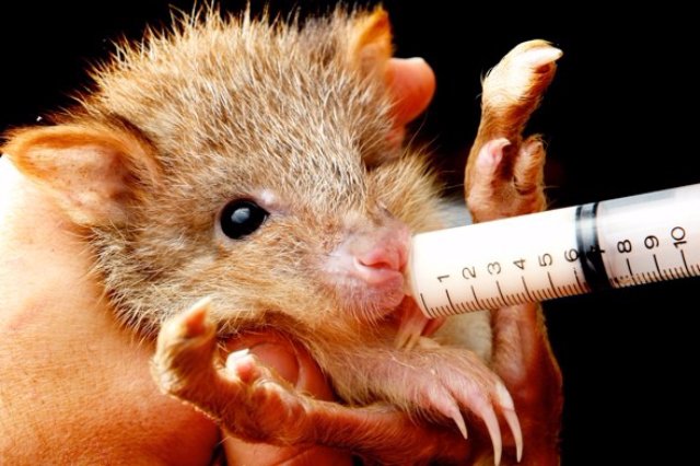 В Австралии живёт самая милая крыса в мире