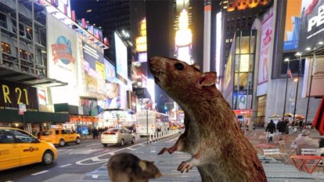 В битве за Нью-Йорк люди победили крыс