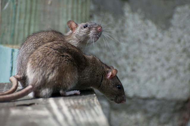 В Филадельфии пытаются избавиться от гигантских крыс