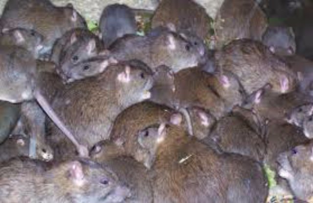 В Индии обнаружено крысиное царство
