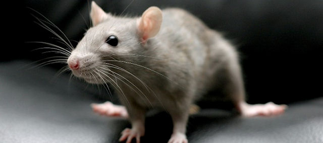 В Италии будут судить мужчину, который выбросил из окна 6 крыс