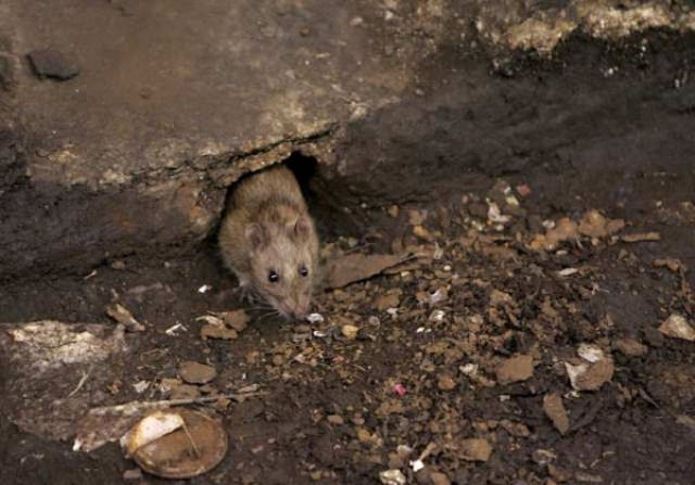 В Китае самолёт совершил вынужденную посадку из-за крысы