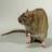 В Липецке крысы атакуют многоэтажное общежитие