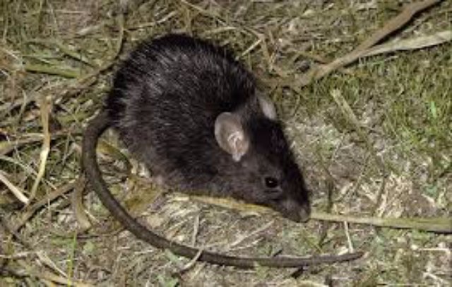 В мозгу крыс обнаружили зону «чистого счастья»