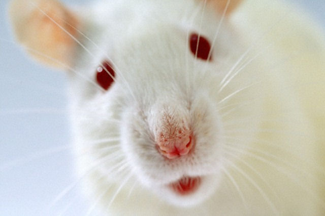 В продуктовом магазине Волгограда завелась белая крыса