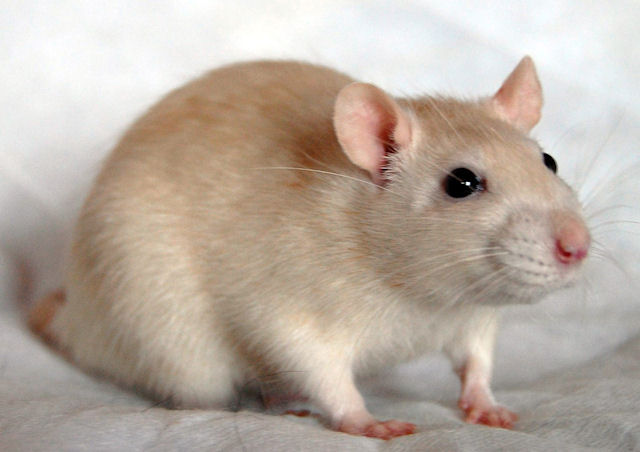 В США вывели мышей с нестареющей печенью