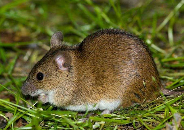 В Украине уменьшилось количество полевых мышей