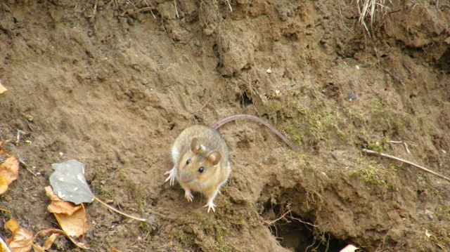 В Хоперском заповеднике поймали более 400 мышей