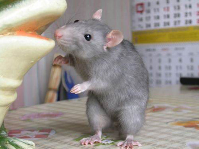 Венгерские мыши станут работниками службы безопасности