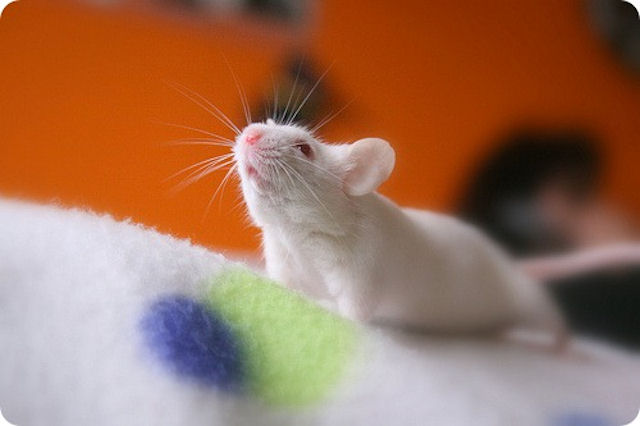Влюбленные мыши являются производителями здорового потомства