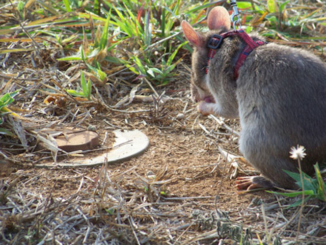 Во Флориде изучают феномен гигантских крыс