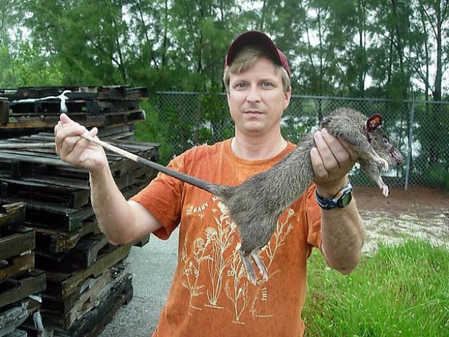 Во Флориде нашли гигантских сумчатых крыс