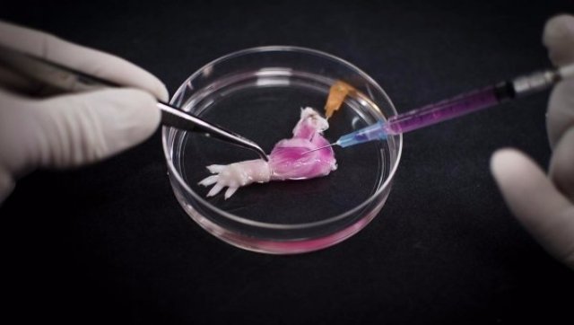 Выращена первая искусственная лапа крысы