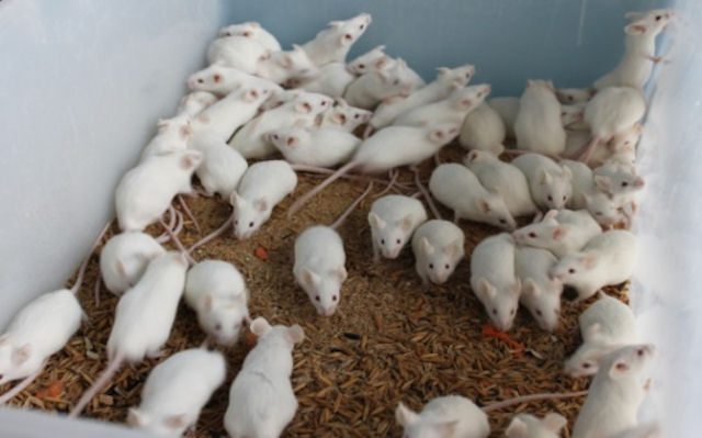 В Китае займутся выращиванием «белых мышей»